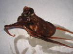 根魚 2006 3.11 01.jpg