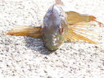 根魚 2006 3.11 03.jpg