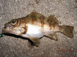 根魚 2006 6.14.jpg