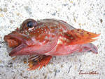 根魚 2006 7.15.jpg