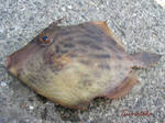 カワハギ 2006 9.2.jpg