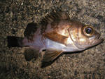 ソニックさんの釣果 2009 2.14.jpg