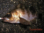 メバル 2009 2.14.jpg