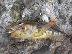 アナハゼ 2006 7.17.jpg
