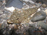 ガッチョ 2006 7.17.jpg