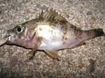 根魚 2006 6.15.jpg