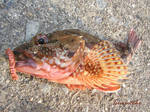 根魚 2006 7.8.jpg