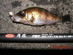 メバル 2008 2.3.jpg
