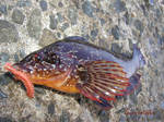 根魚 2006 8.6.jpg