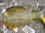 AICJ@2012@12.02@01.JPG