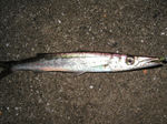 カマス 2013 7.14.jpg