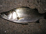 ヒラセイゴ 2013 7.14.jpg