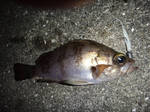 メバル 2012 2.13 01.jpg